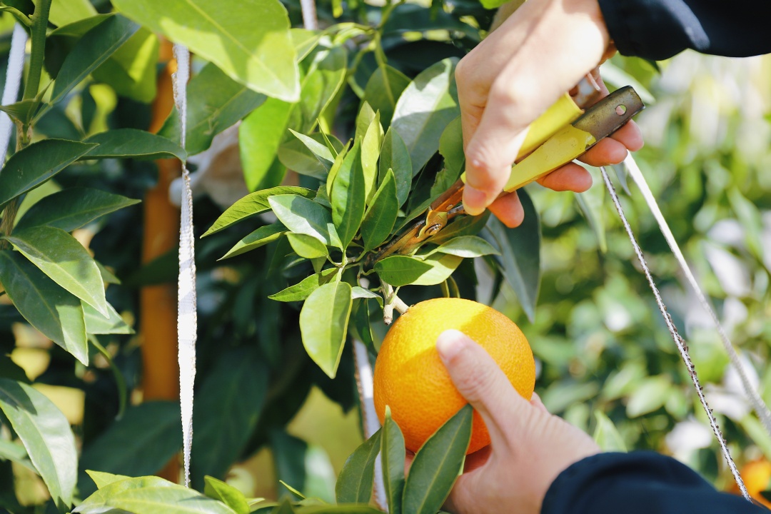 连江长龙美人橙,连江长龙红美人柑橘