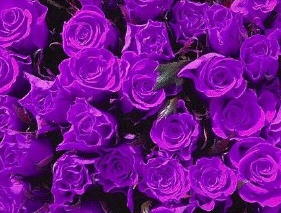 玫瑰花有哪些品种大全,玫瑰花品种大全视频