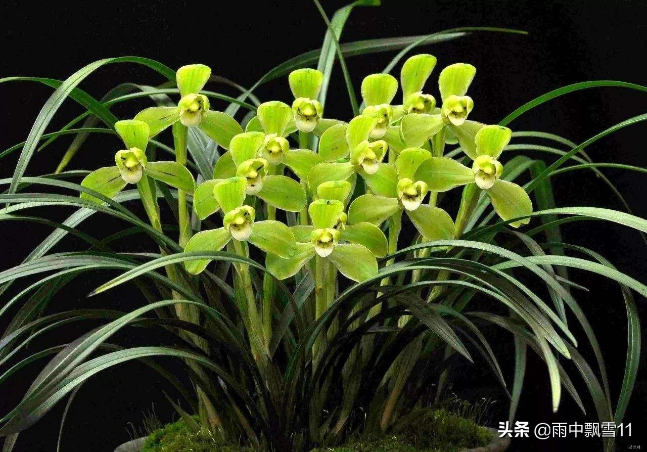 兰花怎么养才能一年四季开花,兰花开花后养殖方法和技巧