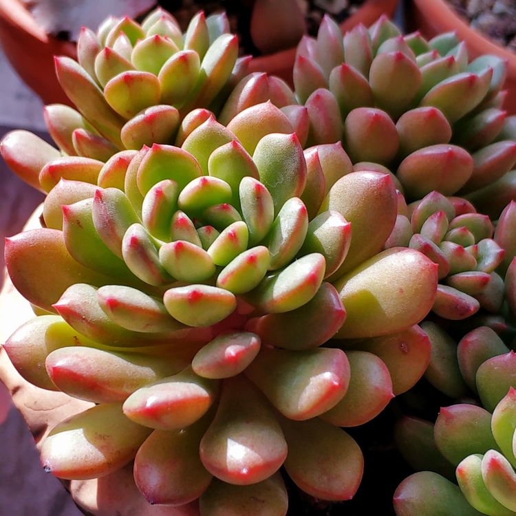 记录多肉长大的全过程,记录所有多肉成长过程