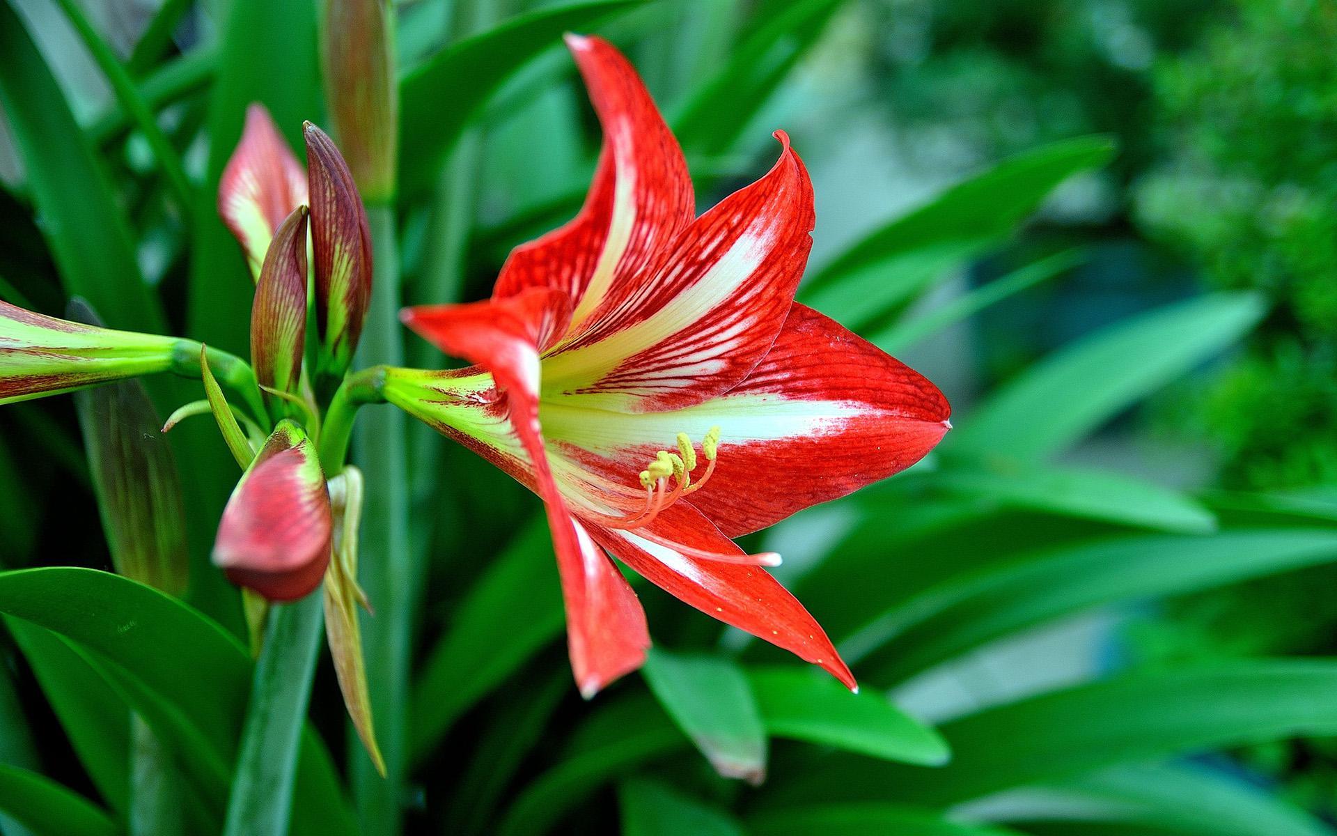 朱顶红养护有技巧，学会几个养护技巧，每年都开花，花大色艳