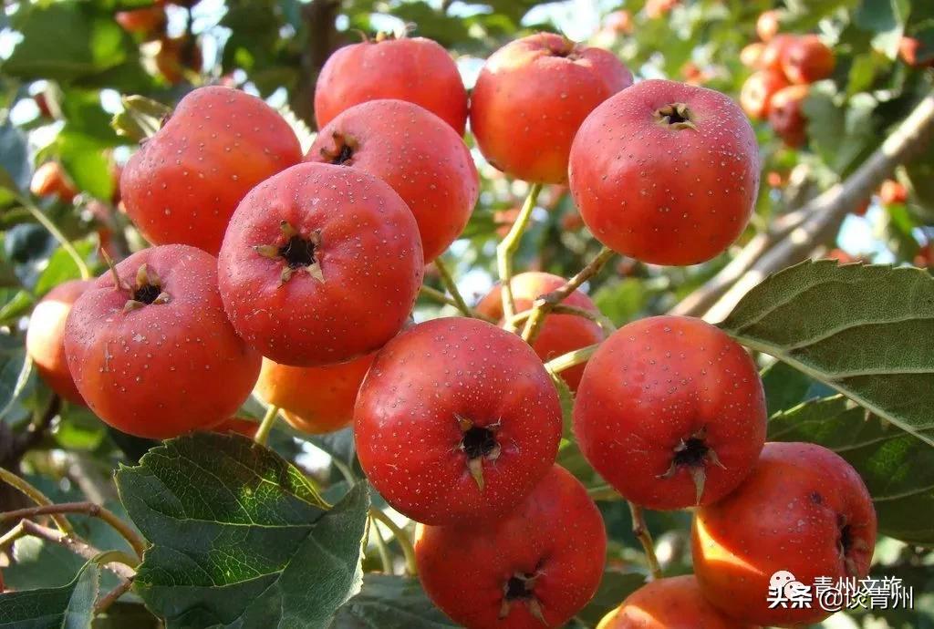 青州市区景区地图,青州全域旅游