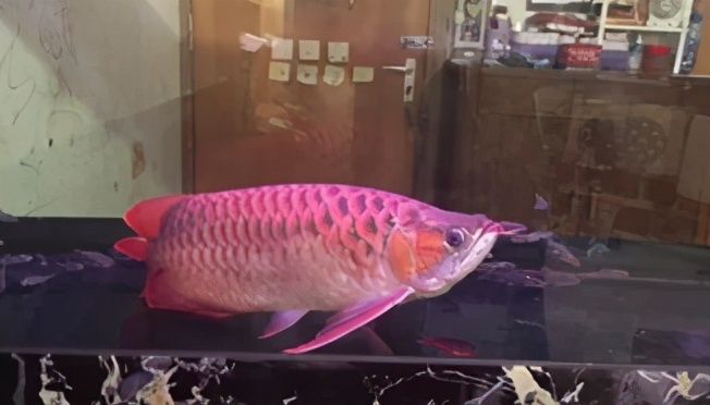 龙鱼常见疾病及治疗方法,龙鱼疾病找哪里救治