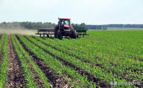 玉米心叶卷曲了，还能捋直吗？