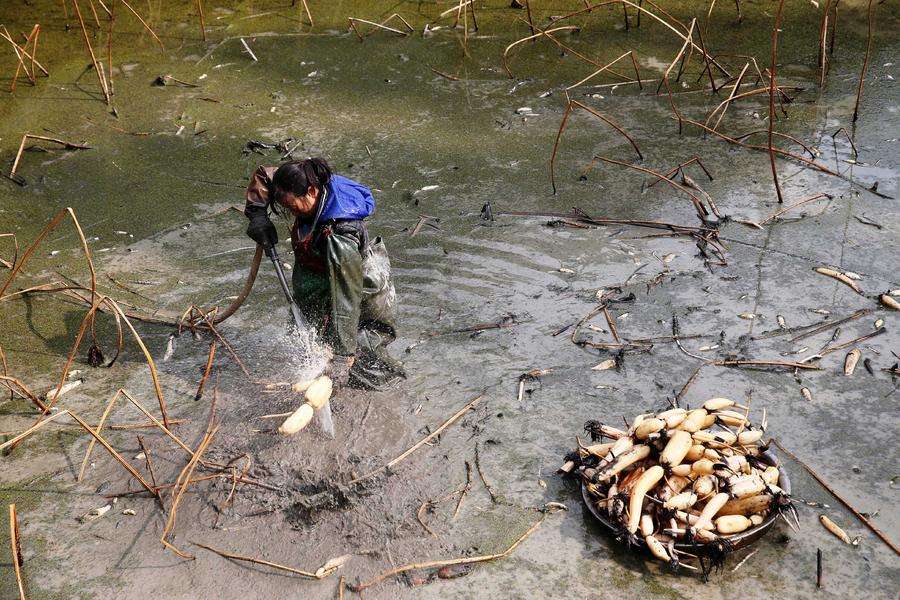 藕田有青蛙,一亩大棚养殖青蛙赚钱吗