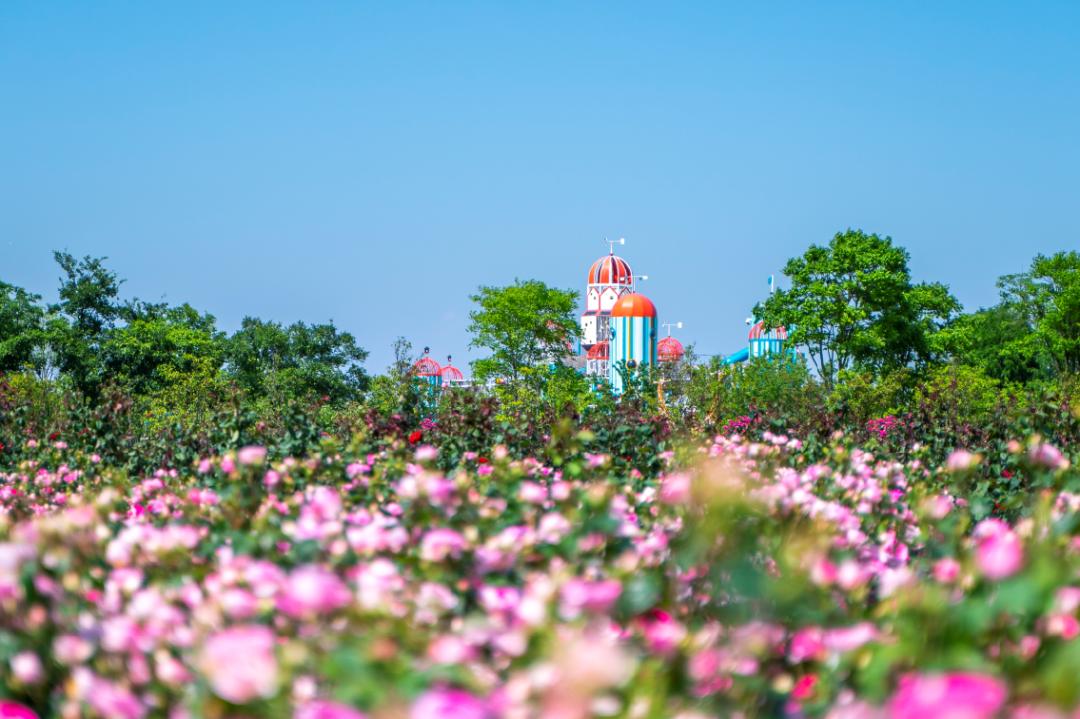 上海最大薰衣草公园,上海薰衣草公园迪士尼
