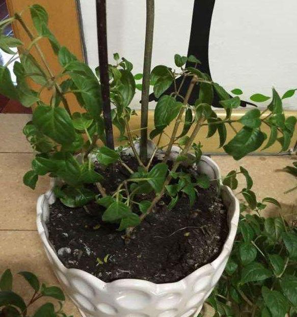 倒挂*钟金**烂根活不了？“狠心”剪一刀，养护跟上，后续还能开花！