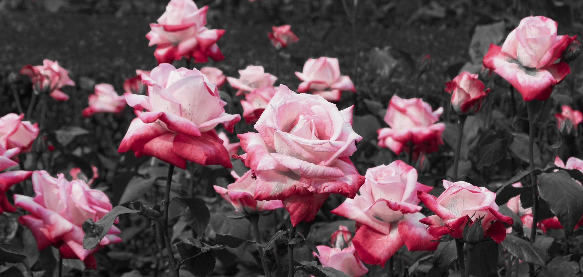 索尼微单6000与6100区别,索尼6100拍抖音评测