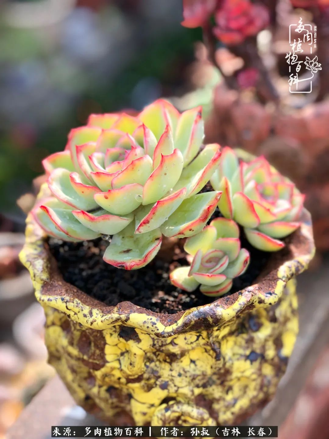 与多肉一起成长,与多肉相伴