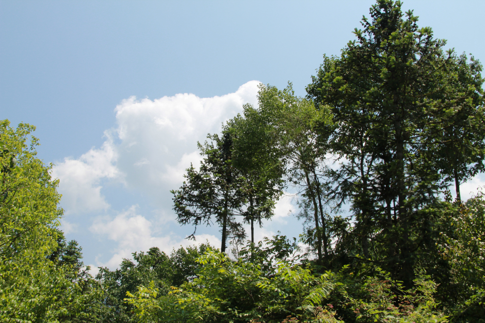 野蜂的口粮极为珍稀，一年等一次，再危险我们也要去“盗”一些！