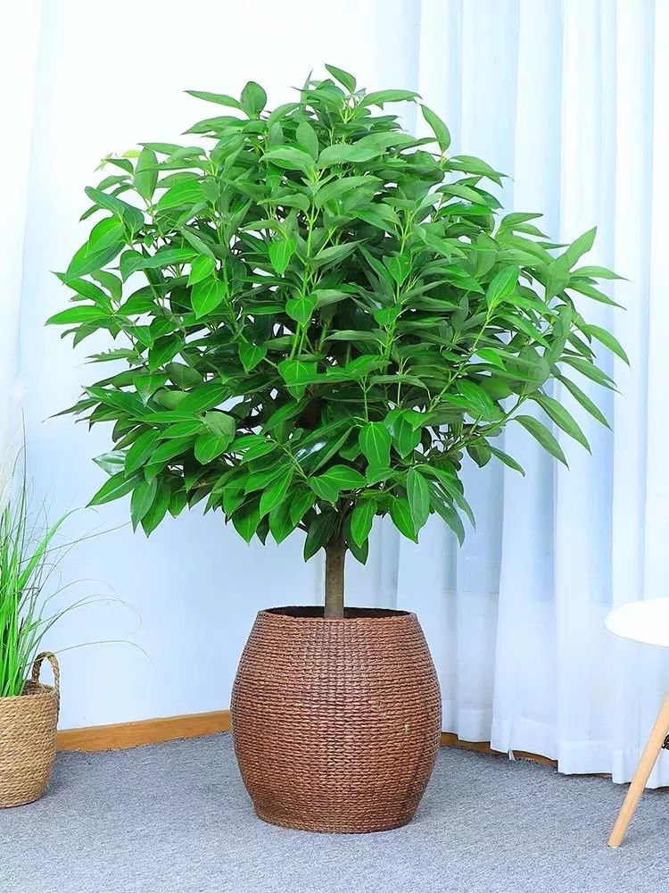 十大卧室养殖吸甲醛净化空气绿植,净化甲醛最有效绿植盆栽