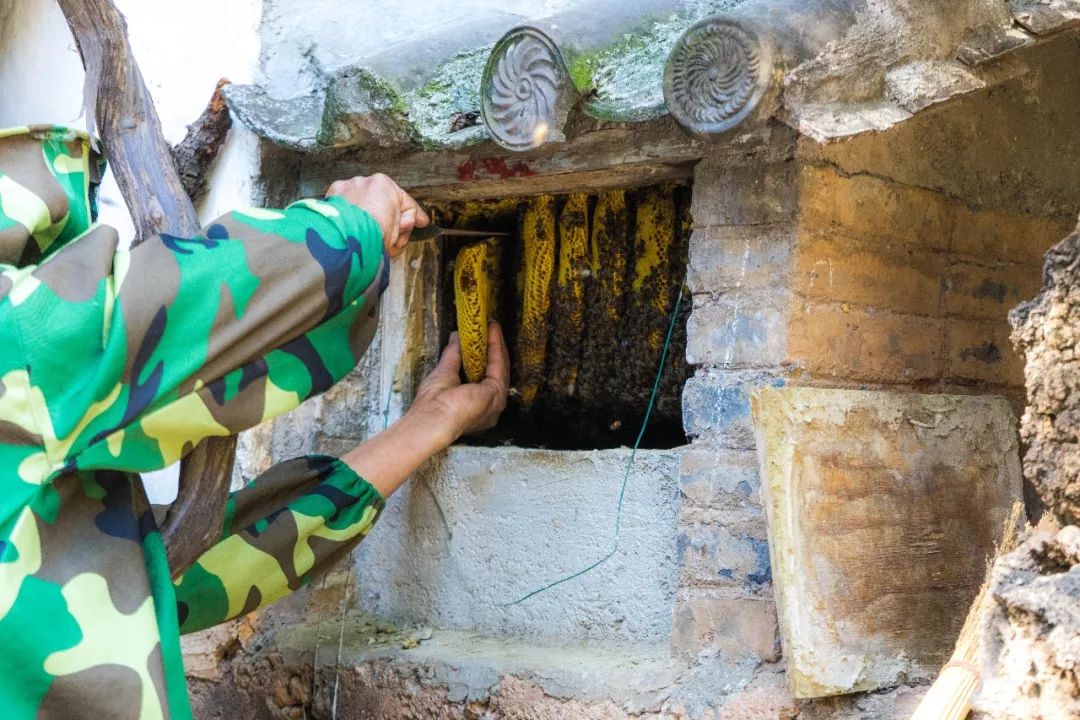 土蜂蜜的取蜜全过程,土蜂蜜取蜜全过程记录