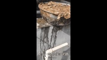 上海猫贩子扔出几十只病重品种猫,上海后院猫舍丢弃50多只病猫