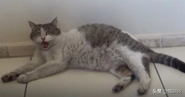 猫咪难产有什么办法解决,猫咪难产有什么方法解决