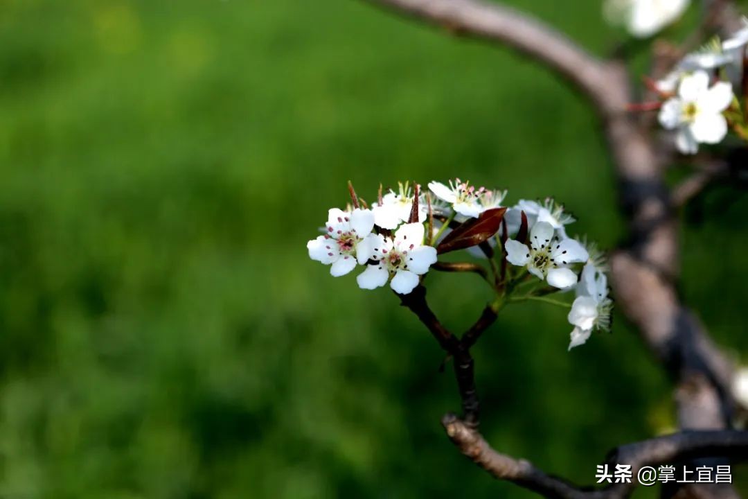 湖北枝江百里洲梨花图片,枝江百里洲梨花观赏时间