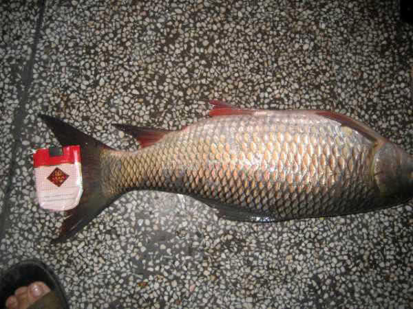 在两广地区，只要有此鱼存在的水域，钓鱼人断竿切线是常有的事