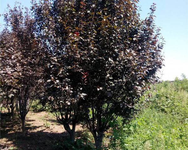 密枝红叶李和红叶李的区别,红叶李与速生红叶李有何区别