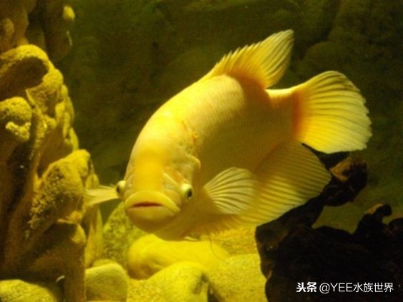 新手一缸养多种鱼不死,一缸养几条鱼最好