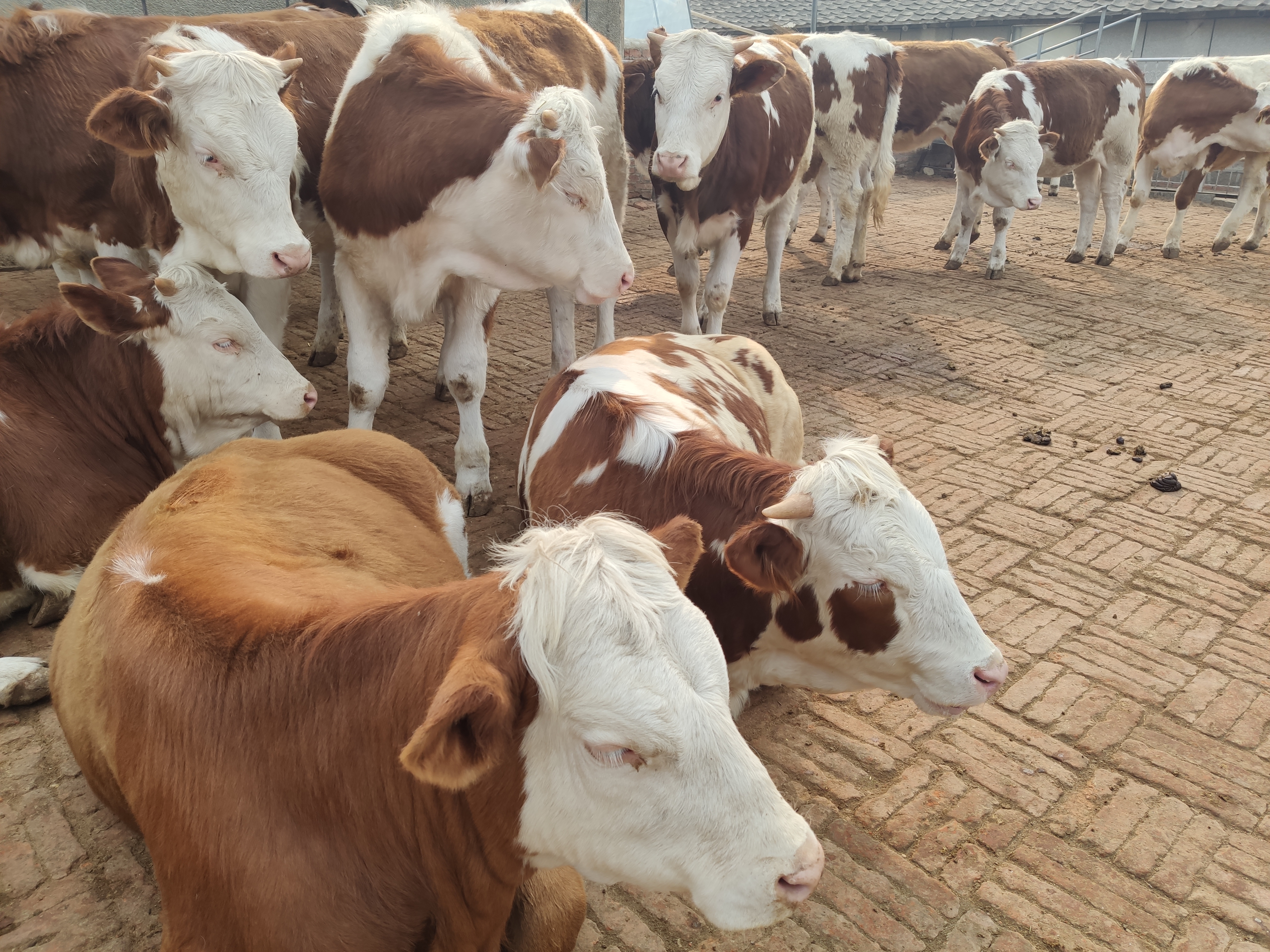 在养牛过程中怎么治疗牛感冒,养牛诀窍让你的牛一年四季不得病