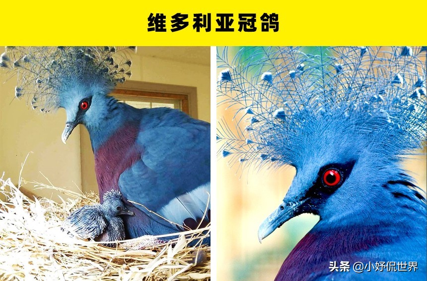 罕见且珍贵的鸟类：5种有钱也未必能够买到的鸟类