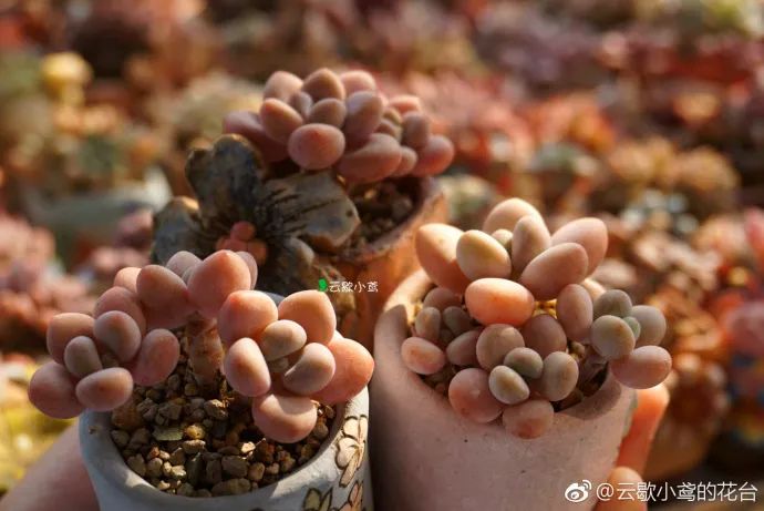 多肉煤烟病可以用酒精擦吗,多肉煤烟病怎么治