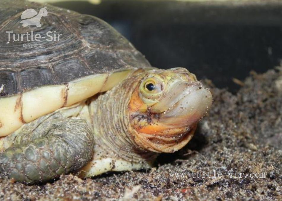 养小乌龟如何选龟粮,10元买了一只乌龟怎么养