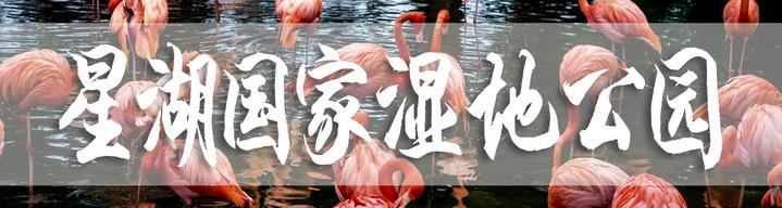 星湖冬日燃情，比落羽杉还要红的是什么？#我和湿地有个约会#