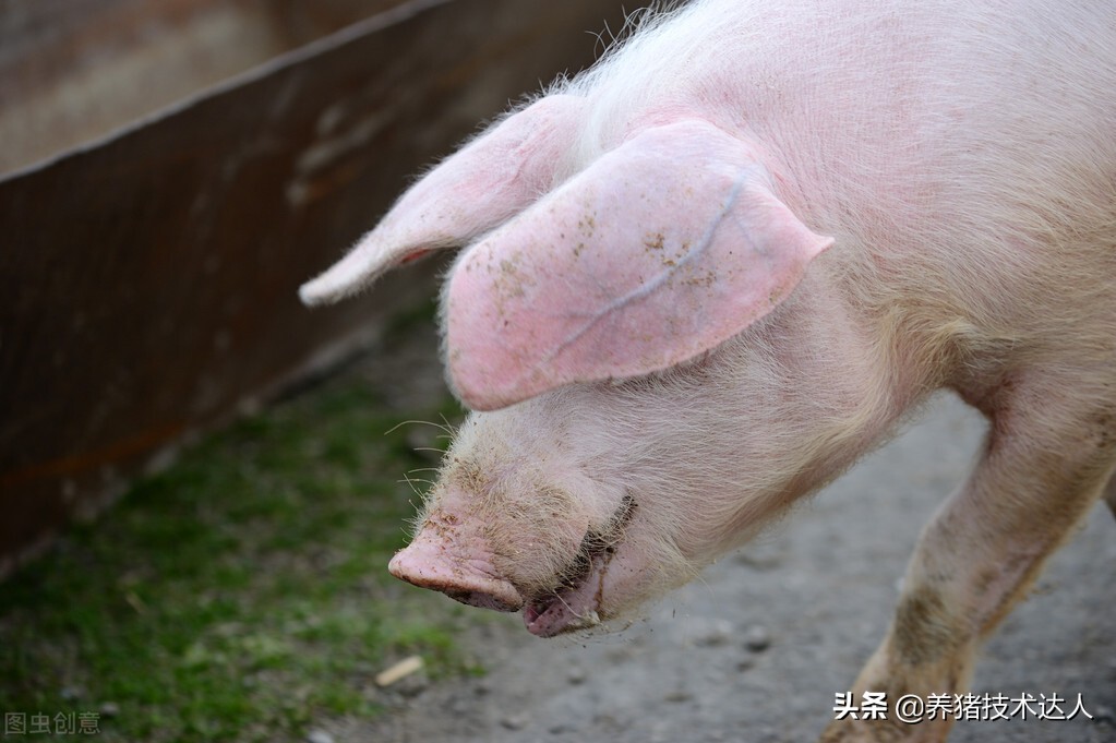 猪拉羊屎疙瘩皮肤发红怎么办,猪皮肤发红指压不褪色