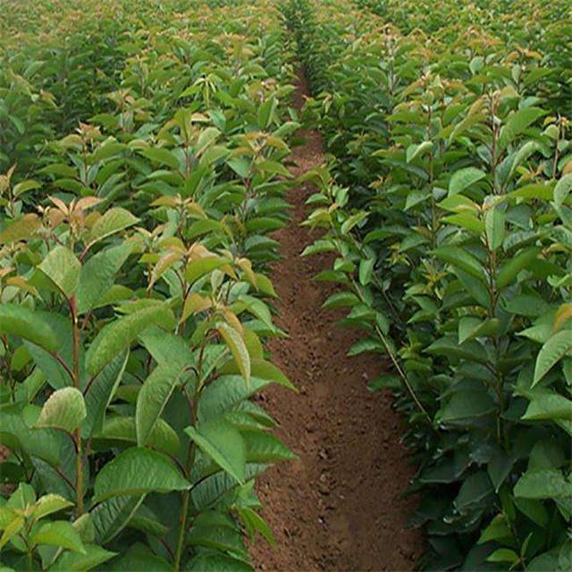 盛昌苗木,盛昌果品园