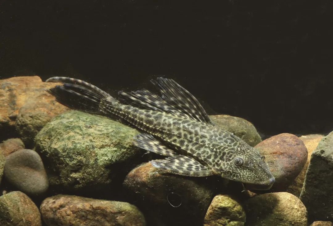 盘点那些大到离谱的淡水鱼,各种淡水鱼你认识吗