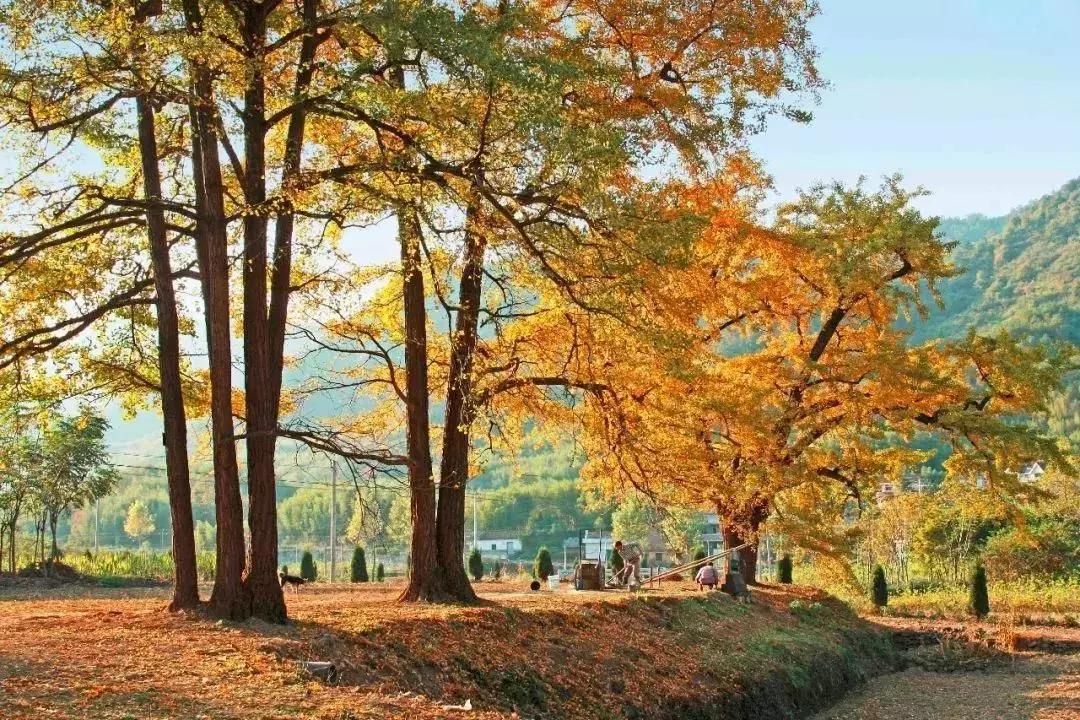 富阳好的风景,富阳如此多娇