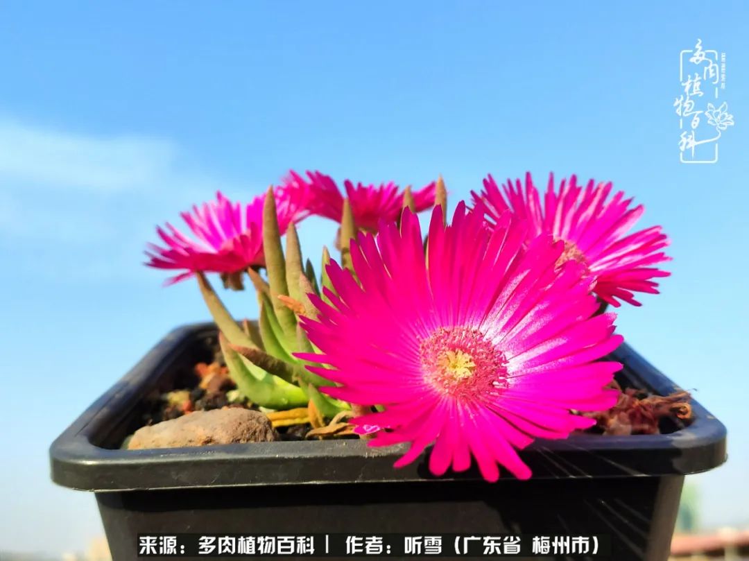 遇见多肉感恩生命中所有的相识,爱上多肉是个压力山大的事