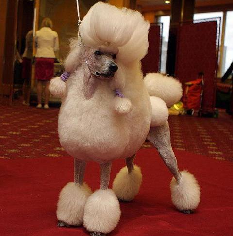 犬缺乏碳水化合物有什么后果,贵宾犬营养不良怎么办