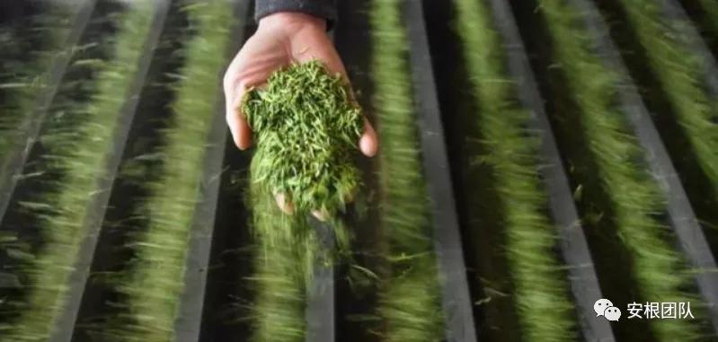 肯尼亚红茶的优缺点,茶人喝金骏眉好吗