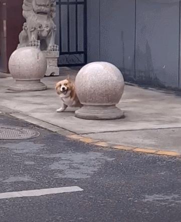 当你养了柯基时,等于拥有了挖掘基、战斗基、老司基等8只基