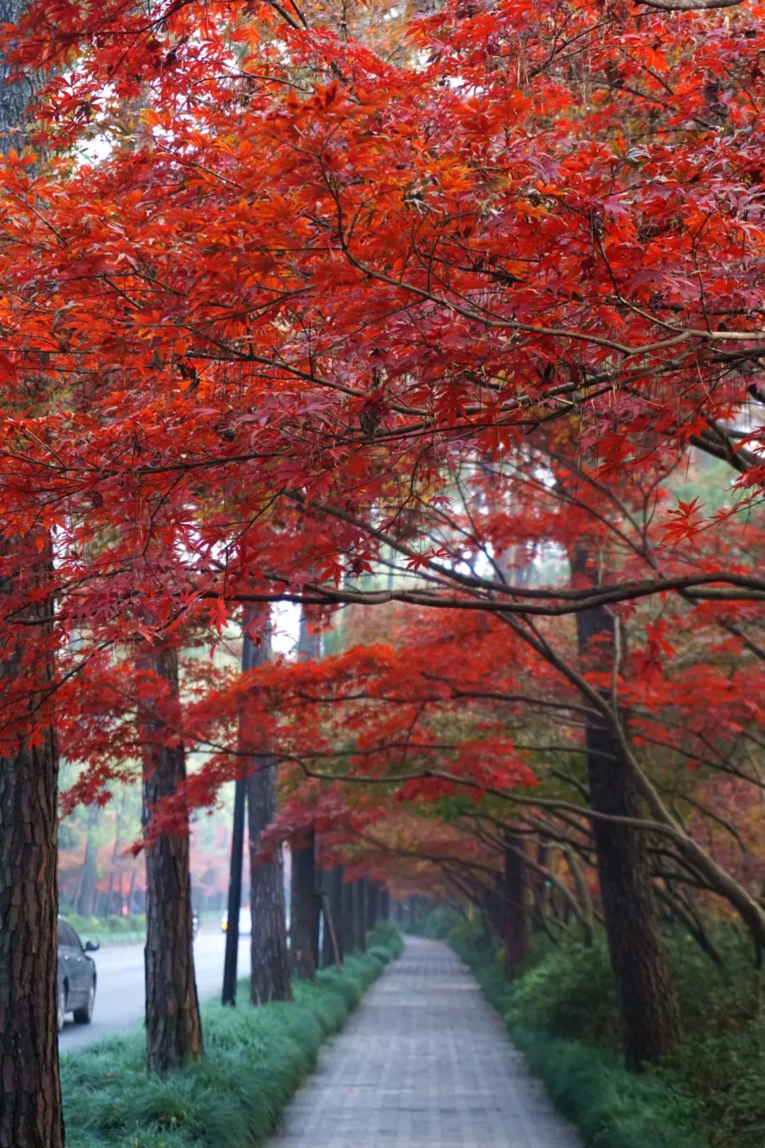 新一波冷空气在路上！何时降温？明早天气有变化，开车到这些路段千万注意！“金秋”原来不仅指颜色...