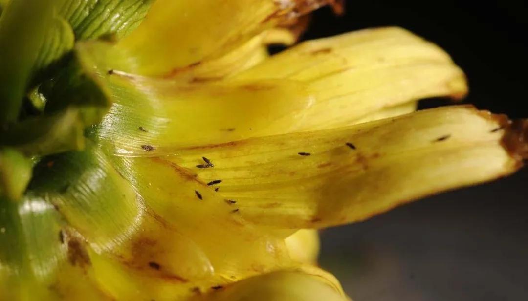 大丽花叶子发黄不开花,大丽花不开花施什么肥