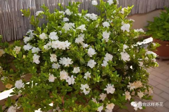 冬季北方房间适合养的木本花,这5种花随便养