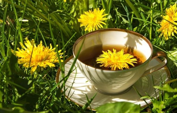 老年人蒲公英茶可以天天喝吗,天天喝泡的蒲公英会中毒吗