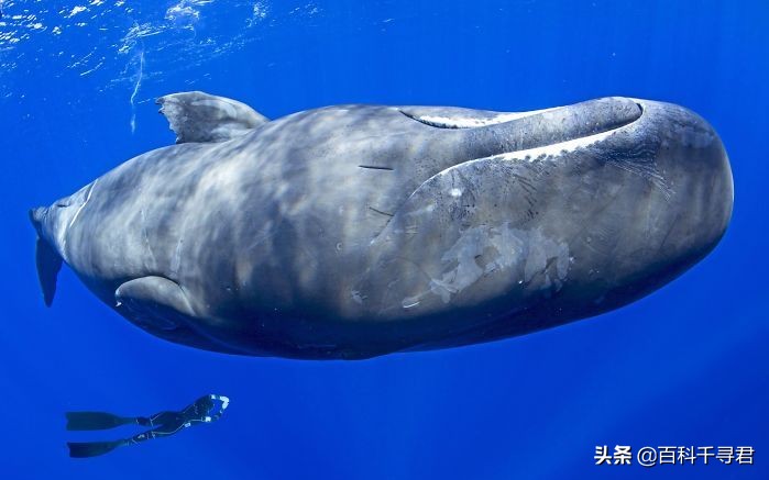 为什么抹香鲸它的潜水能力最强呢,抹香鲸为啥潜水能力最强