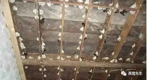 有霉味的燕窝也是好燕窝,燕窝变黄是坏了吗