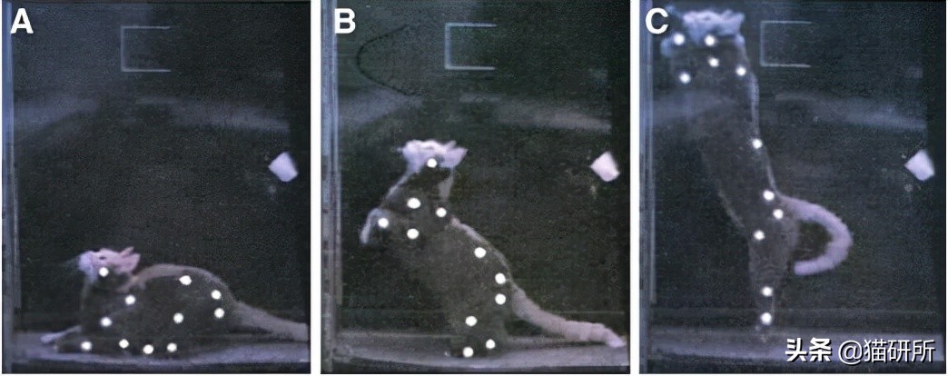 猫咪到底能跳多高,猫咪能跳多高