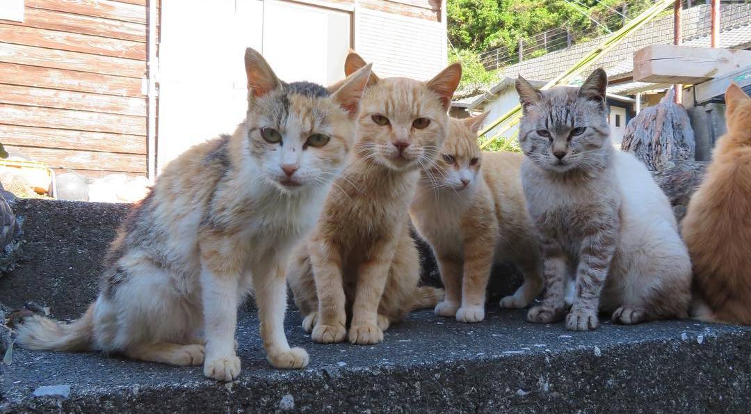 猫咪打架被咬伤了怎么办,被猫咪咬了伤口愈合了要去打针吗