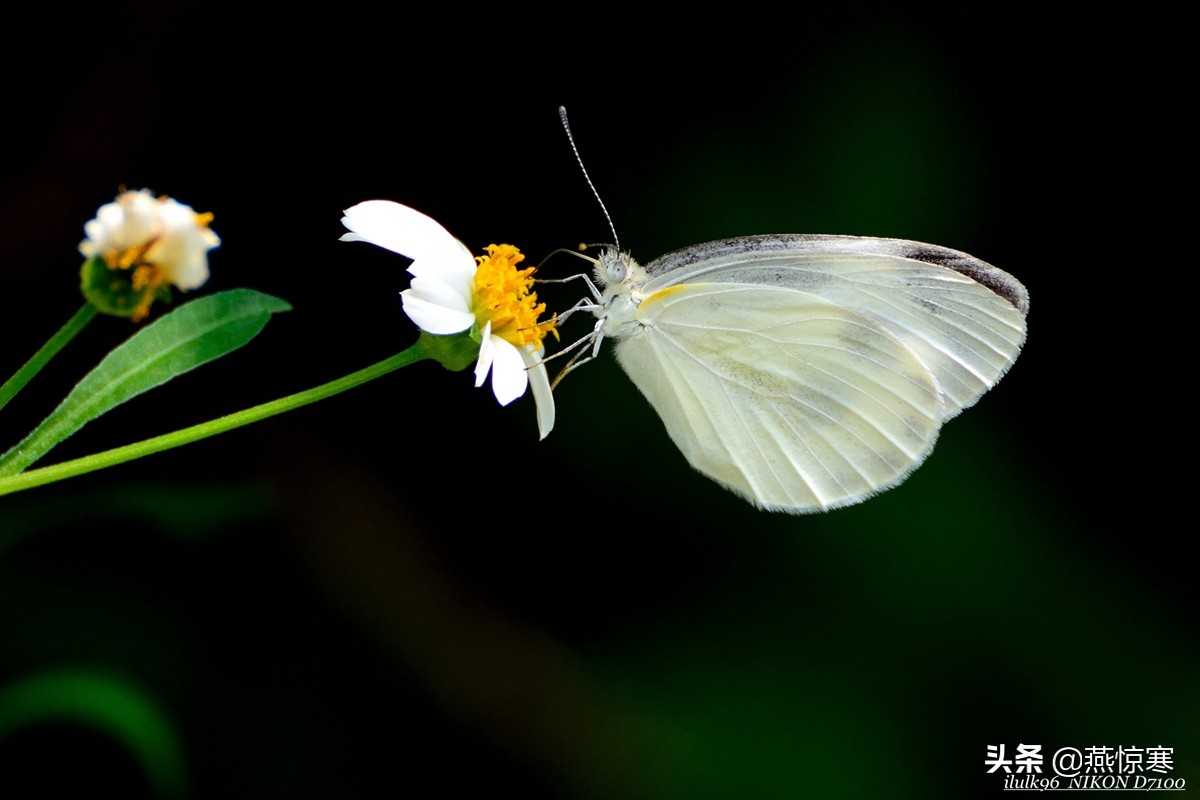 说说我用过的那些相机和镜头（3）：尼康篇