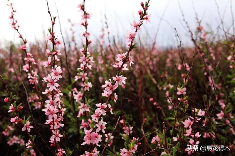 疆果新疆特产薄皮核桃,新疆的扁桃优良品种有