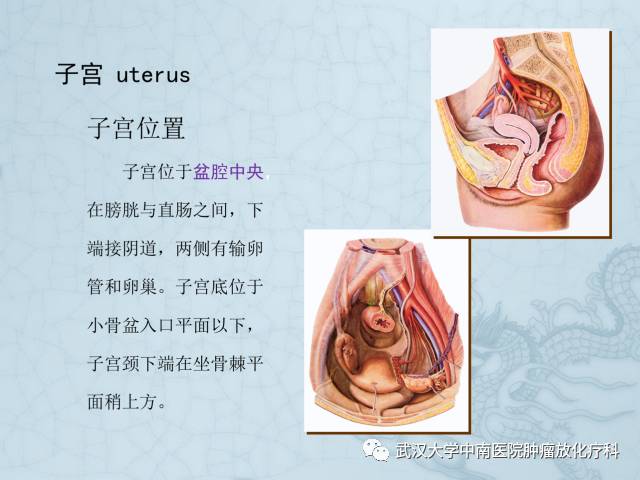 女性盆腔解剖与断层影像