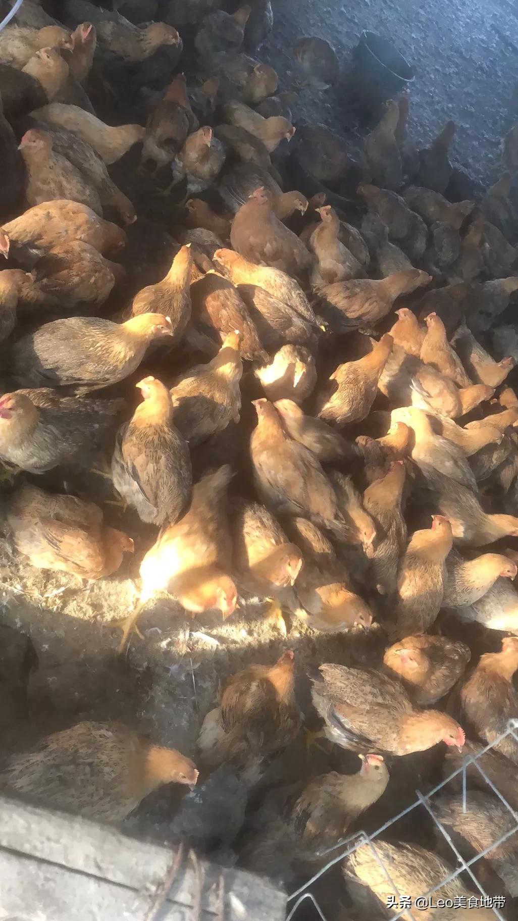 广东清炖鸡整只,广东正宗盐焗咸香鸡