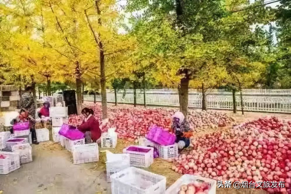 莱州金秋旅游去处,山东莱州旅游文化节