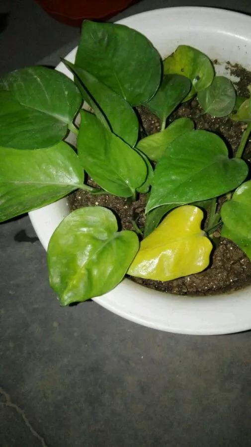 绿萝叶子干枯怎么回事,绿萝叶子黄开裂卷曲怎么办