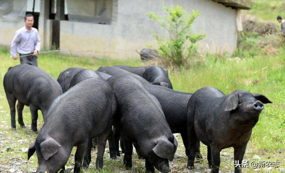 放养二代野山猪肉多少一斤,现在猪肉这么便宜养猪还赚钱吗